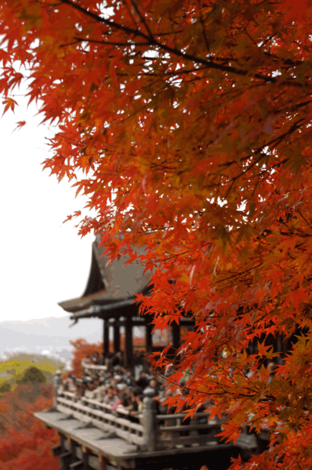 kyoto mùa lá đỏ